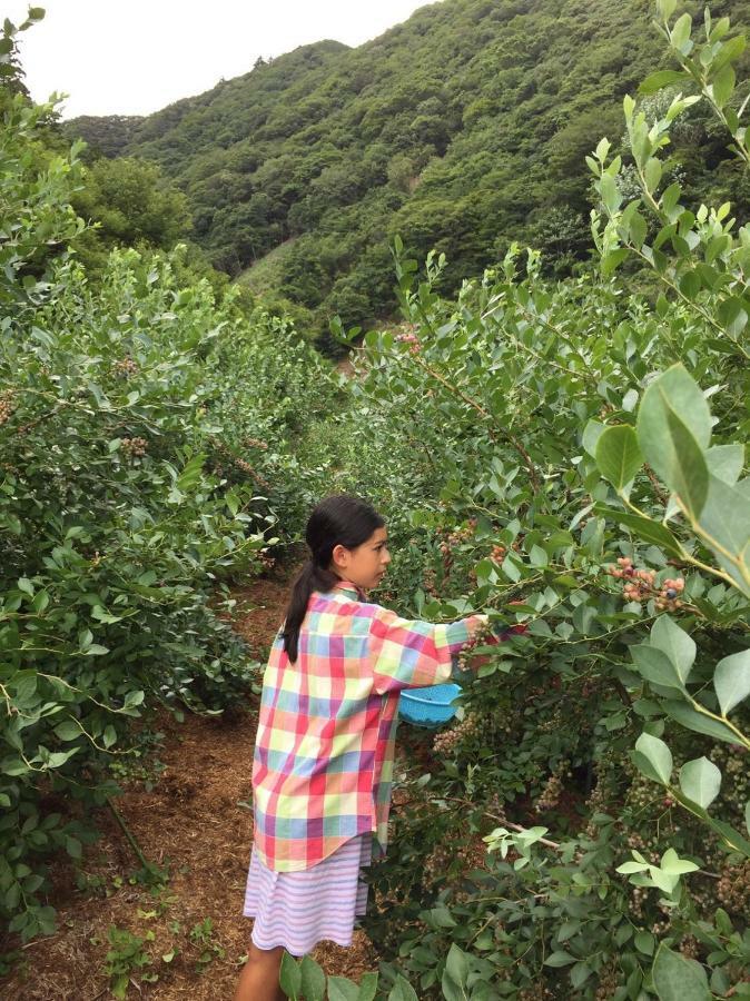Kumano Winery Guest House Tanabe Dış mekan fotoğraf
